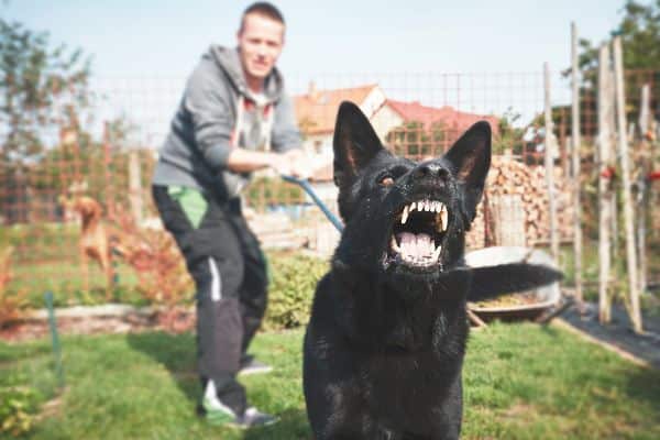 Who is Liable For Dog Bite Injuries in Visalia?