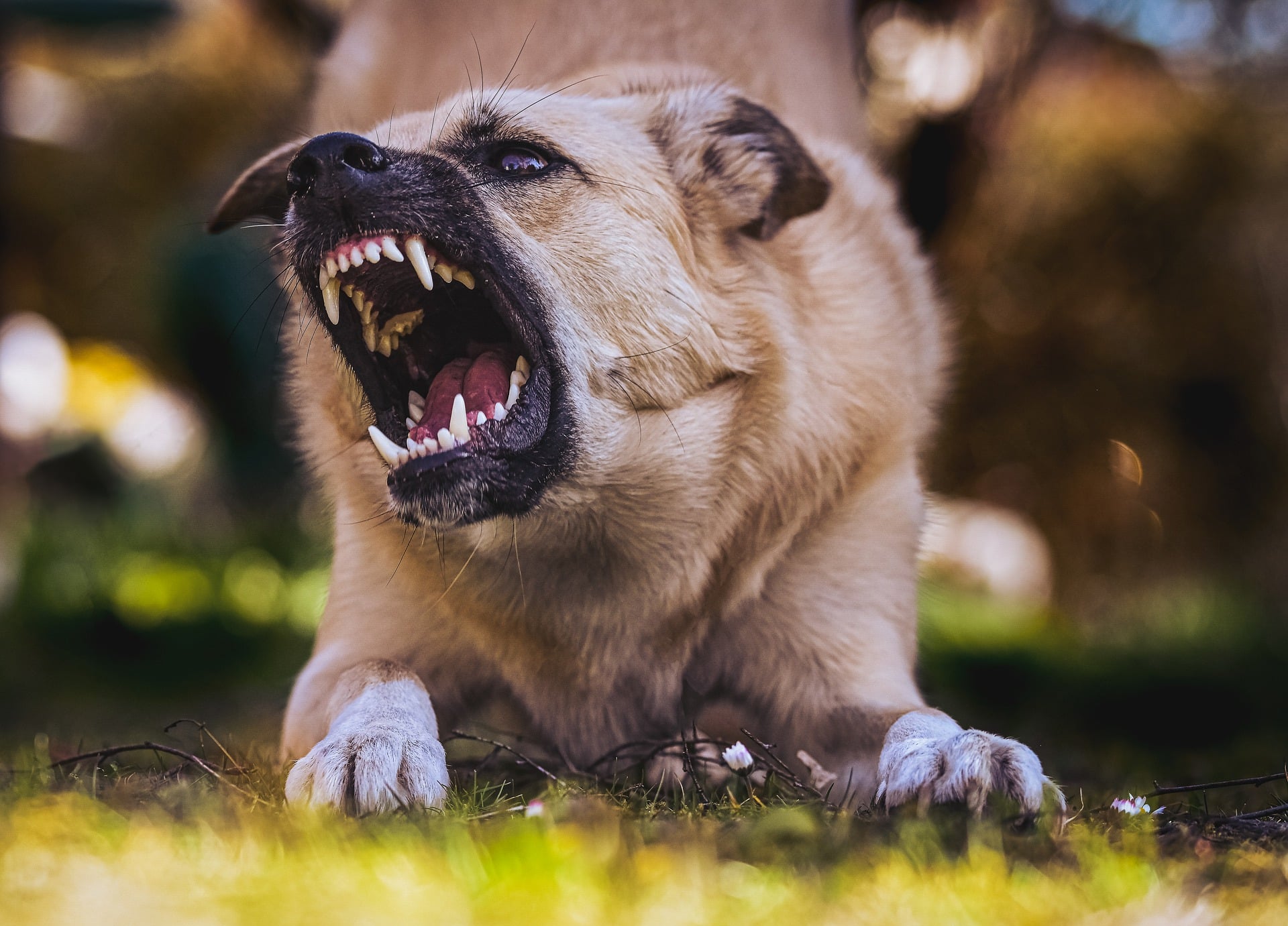 dog bites child california