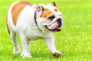 bulldog