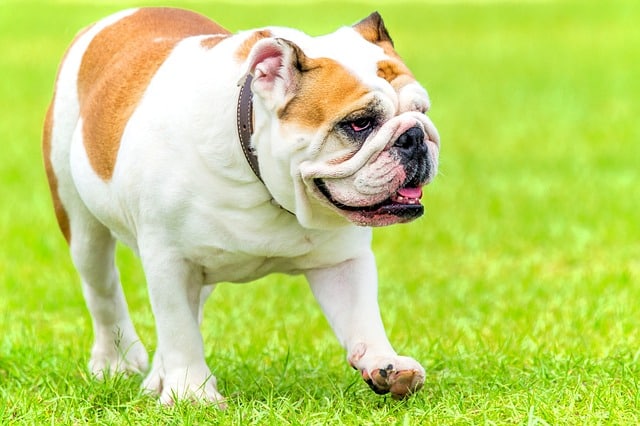 bulldog