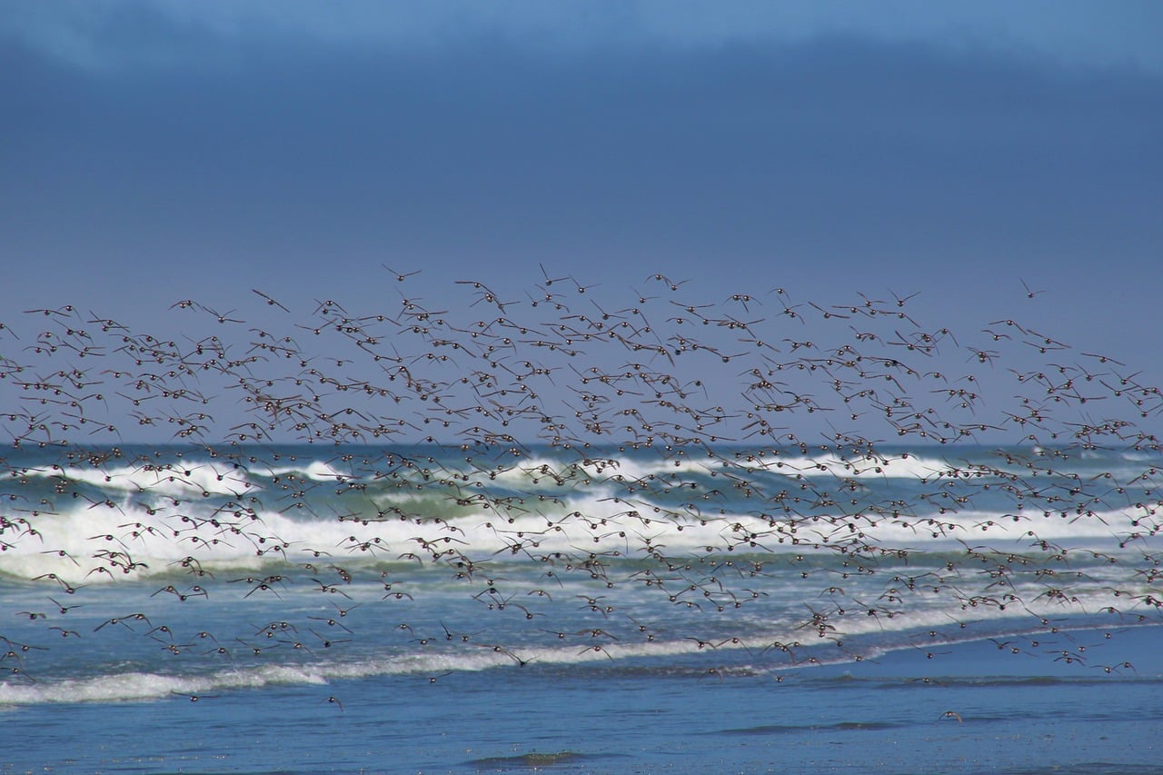 Birds at beach