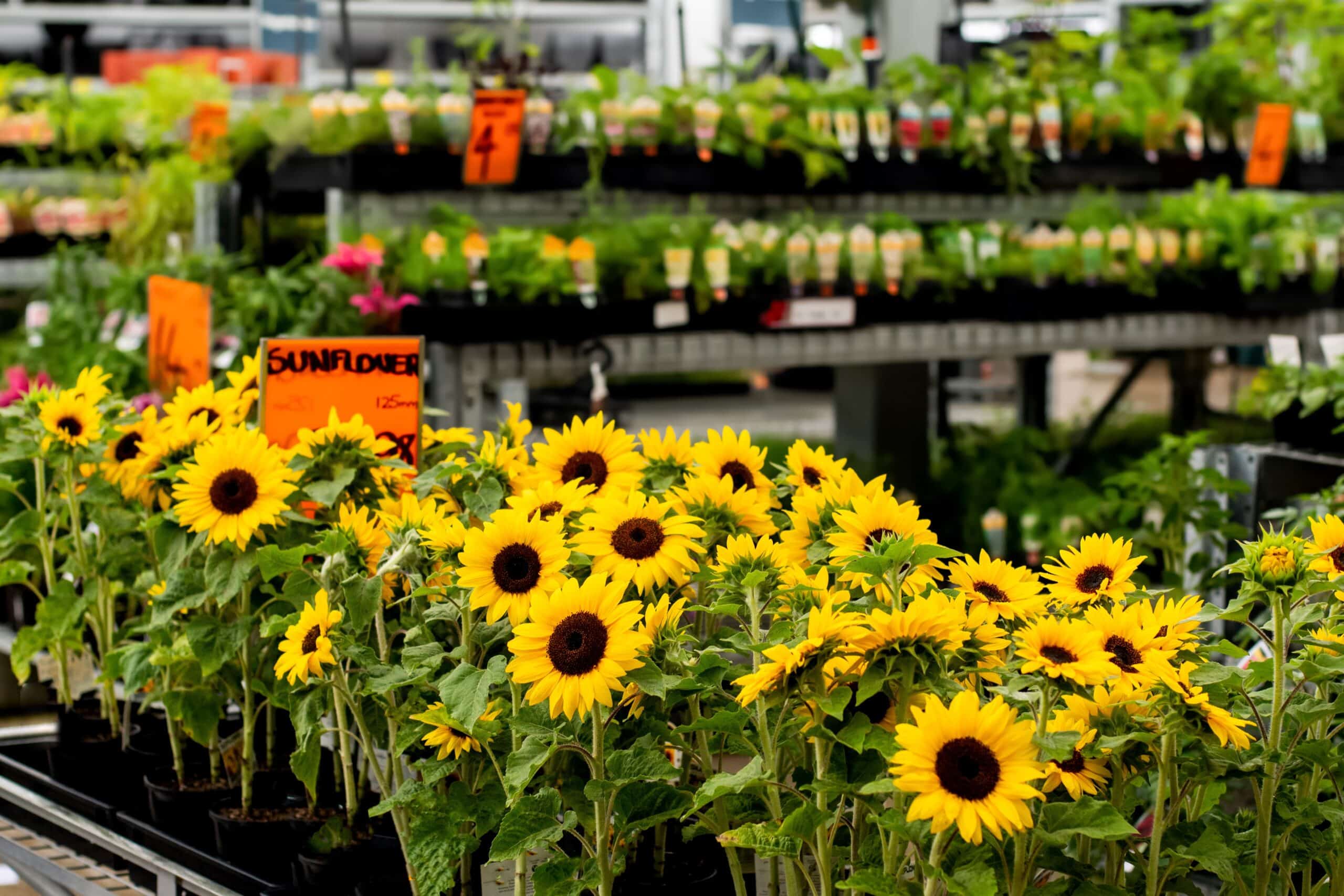 Sunflowers for sale in gardening section of store